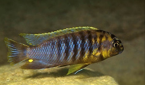 Tropheops sp. 'rust' Nkhata Bay